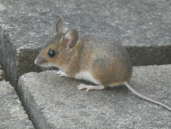 Mouse life cycle and gestation period