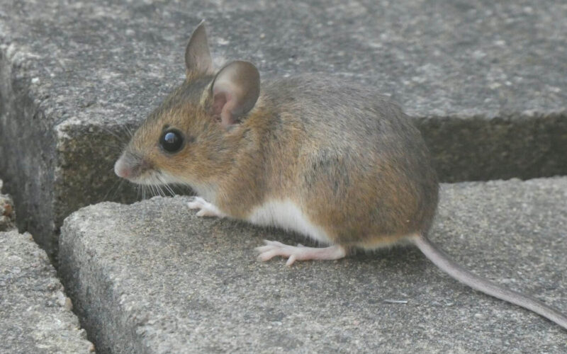 Mouse life cycle and gestation period