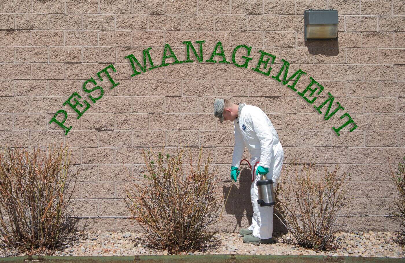 Pest control cost
