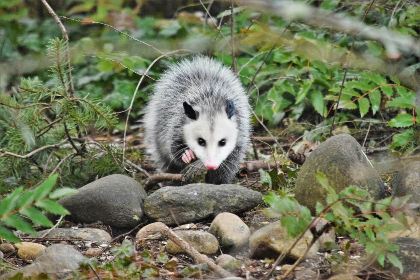 What do possums eat in their diet?
