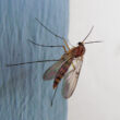 Why are there so many gnats in my house