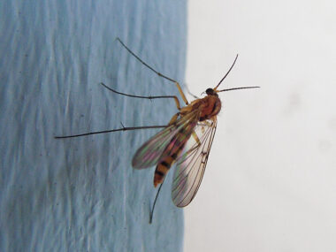 Why Are There So Many Gnats In My House? 8 Reasons