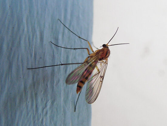 Why are there so many gnats in my house
