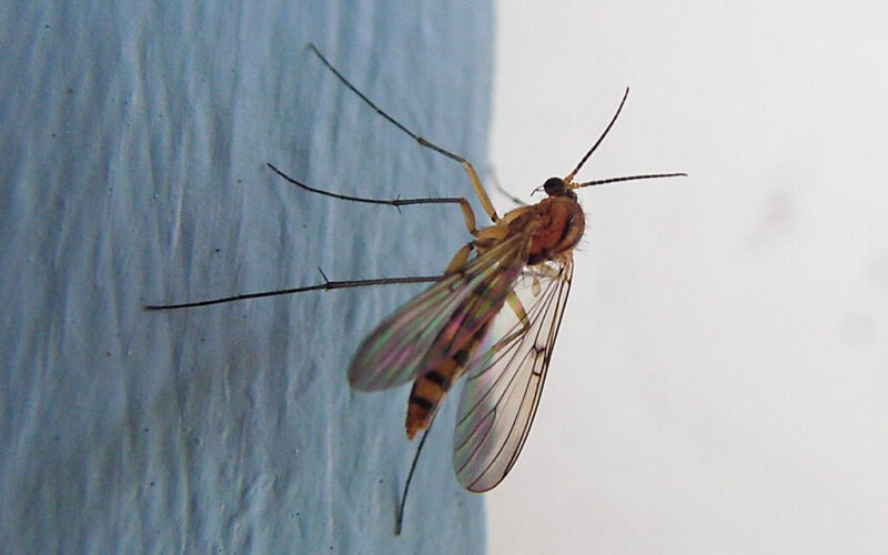 Why are there so many gnats in my house