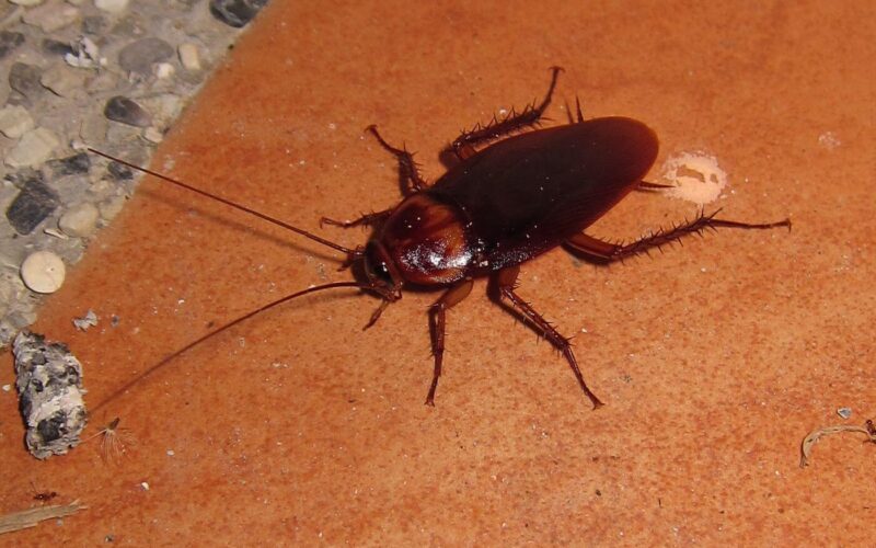 Cricket vs. cockroach and the difference
