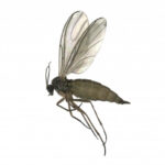 How long do gnats live