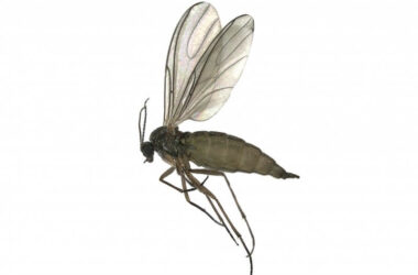 How long do gnats live