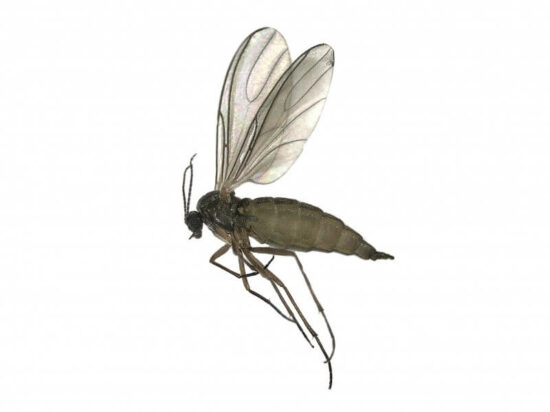 How long do gnats live