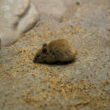 How to get rid of mice