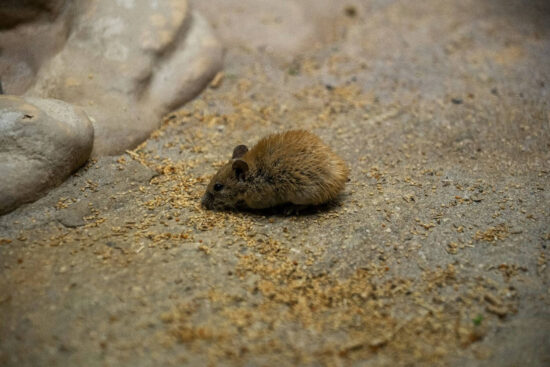How to get rid of mice