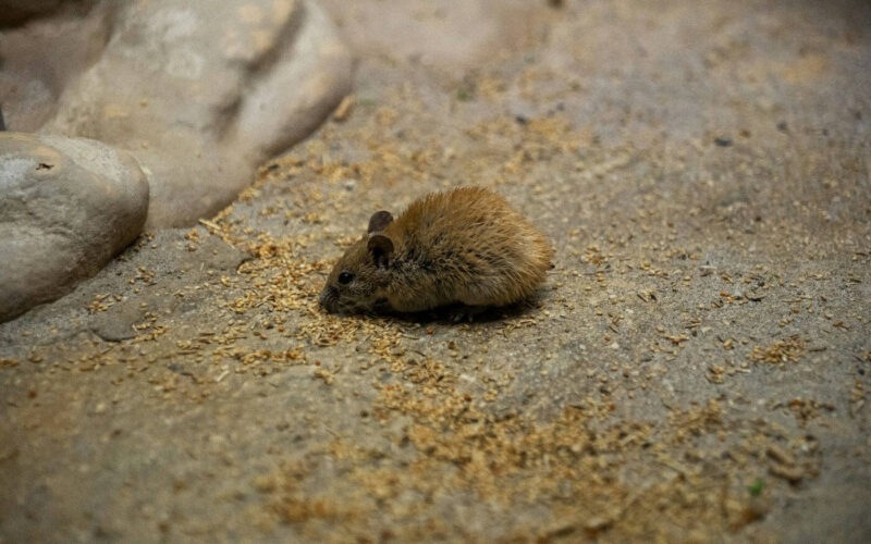 How to get rid of mice