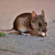 Mouse extermination cost