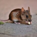 Mouse extermination cost