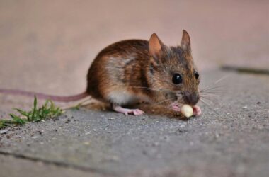 Mouse extermination cost