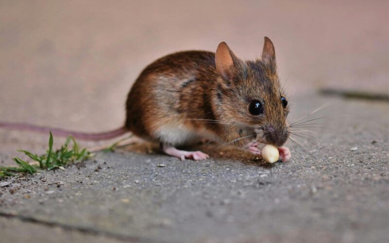 Mouse extermination cost