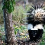 What do skunks eat? Their diet.