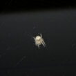 What do spiders eat? A complete guide to their diet