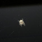 What do spiders eat? A complete guide to their diet