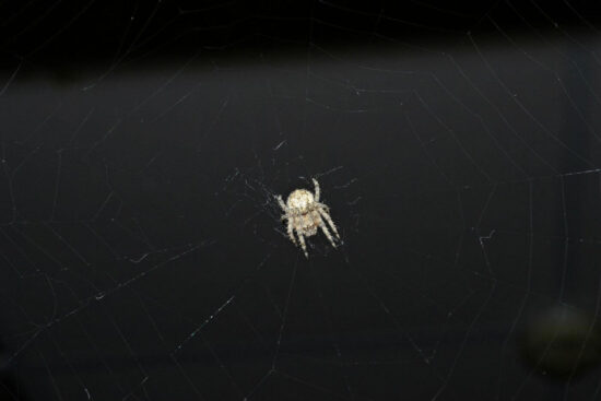 What do spiders eat? A complete guide to their diet
