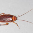 Where do roaches come from?