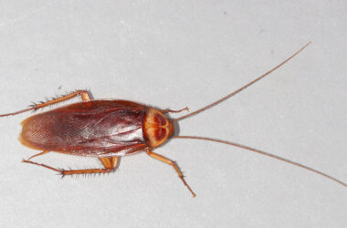 Where do roaches come from?