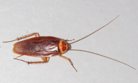 Where do roaches come from?
