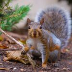 What do squirrels eat diet guide