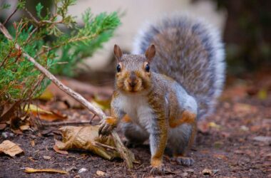 What do squirrels eat diet guide