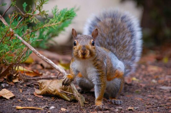 What do squirrels eat diet guide