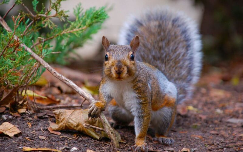 What do squirrels eat diet guide