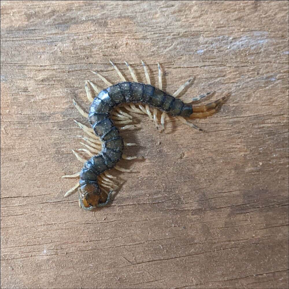 Centipede