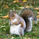 Do squirrels eat apples