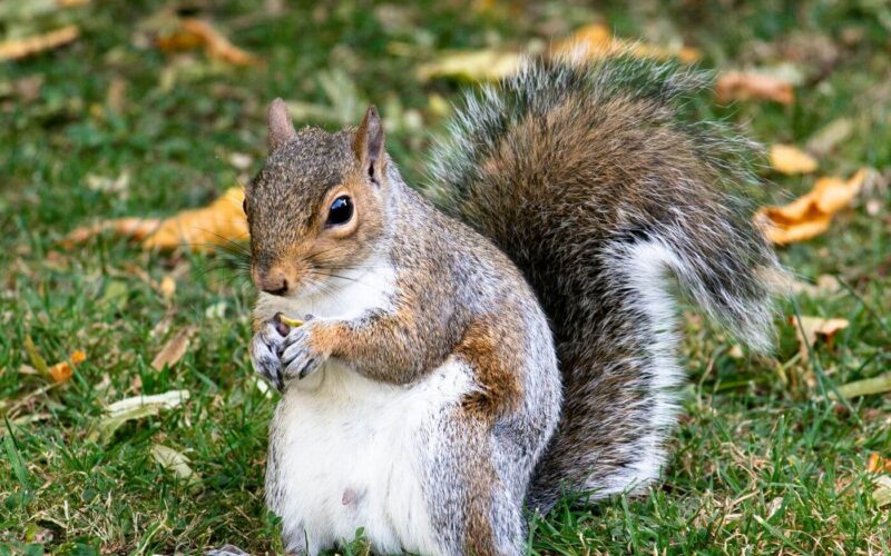 Do squirrels eat apples