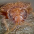 How to check for bed bugs