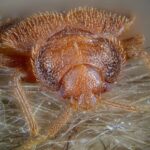 How to check for bed bugs