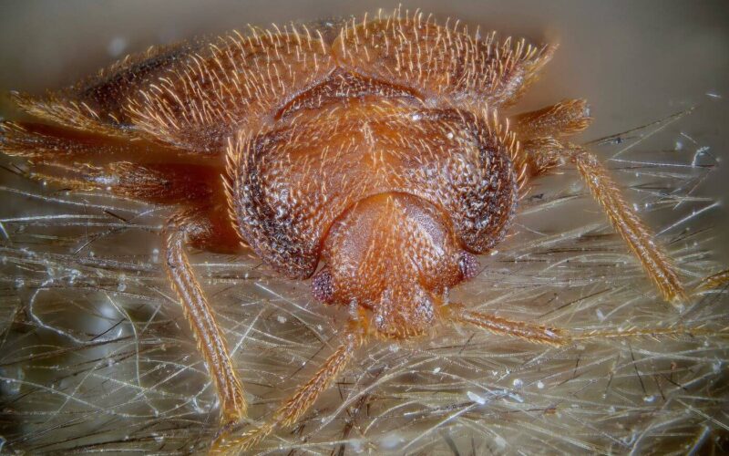 How to check for bed bugs