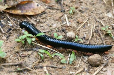 Millipede