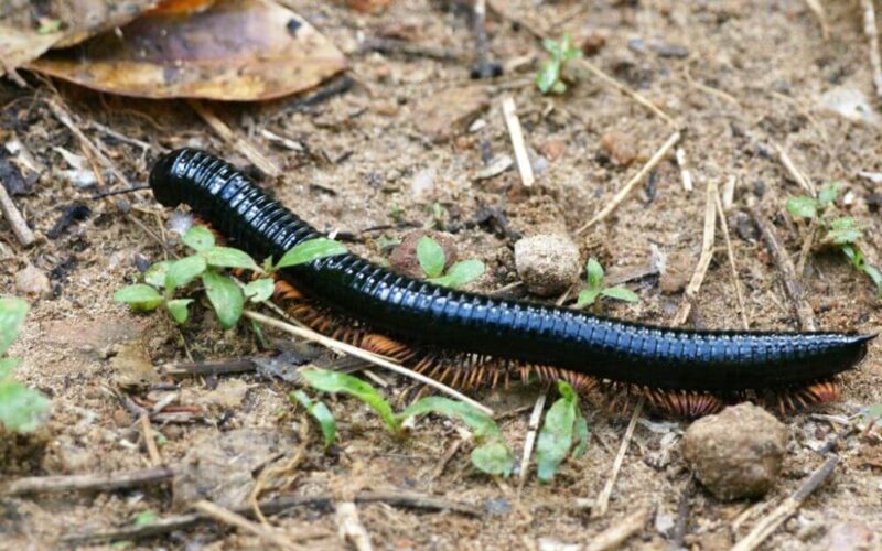 Millipede