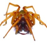 Are woodlouse spiders venomous or even poisonous?