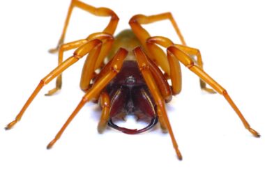 Are woodlouse spiders venomous or even poisonous?