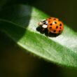 Do ladybugs bite?