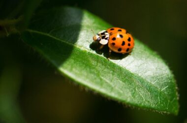 Do ladybugs bite?