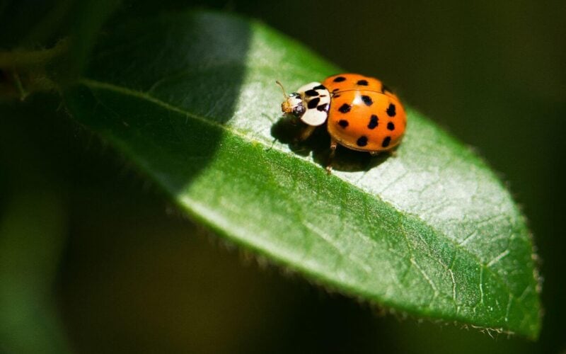 Do ladybugs bite?