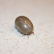 Engorged tick