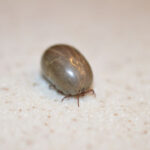 Engorged tick