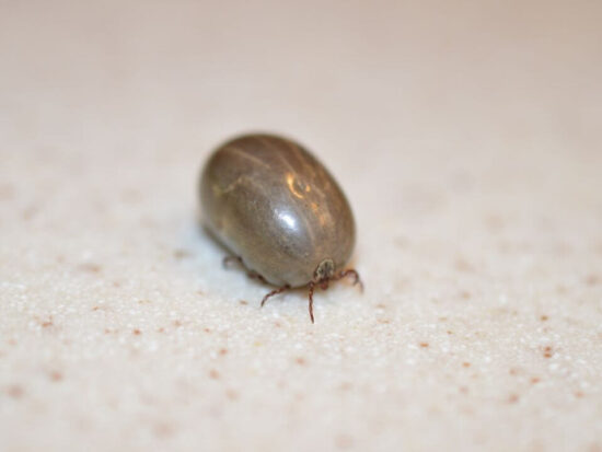 Engorged tick