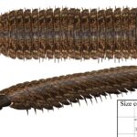 Large prehistoric insect