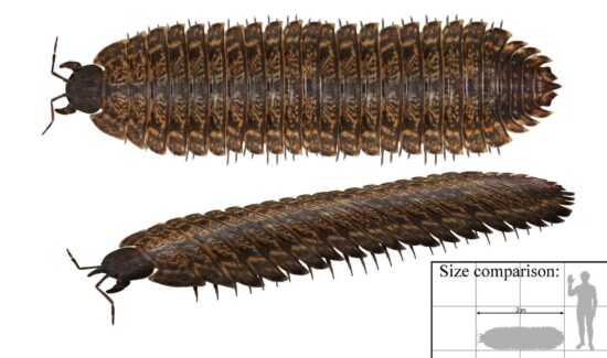 Large prehistoric insect