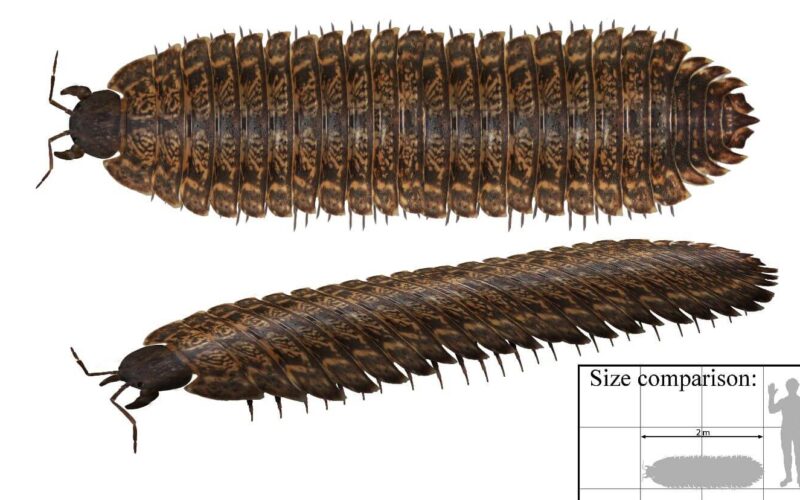 Large prehistoric insect