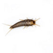 Silverfish life cycle and lifespan